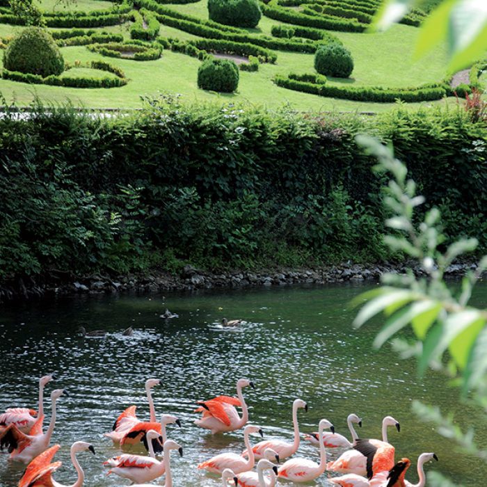 flamand rose parc floral orleans